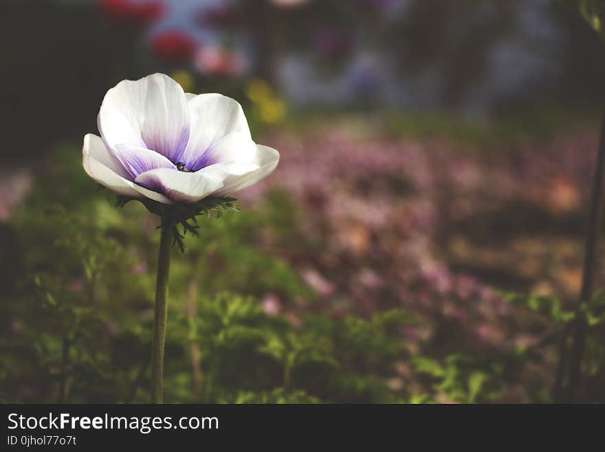 Selective Focus Photography of White and Purple Poppy Flower