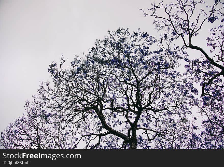 Blue Leafed Trees