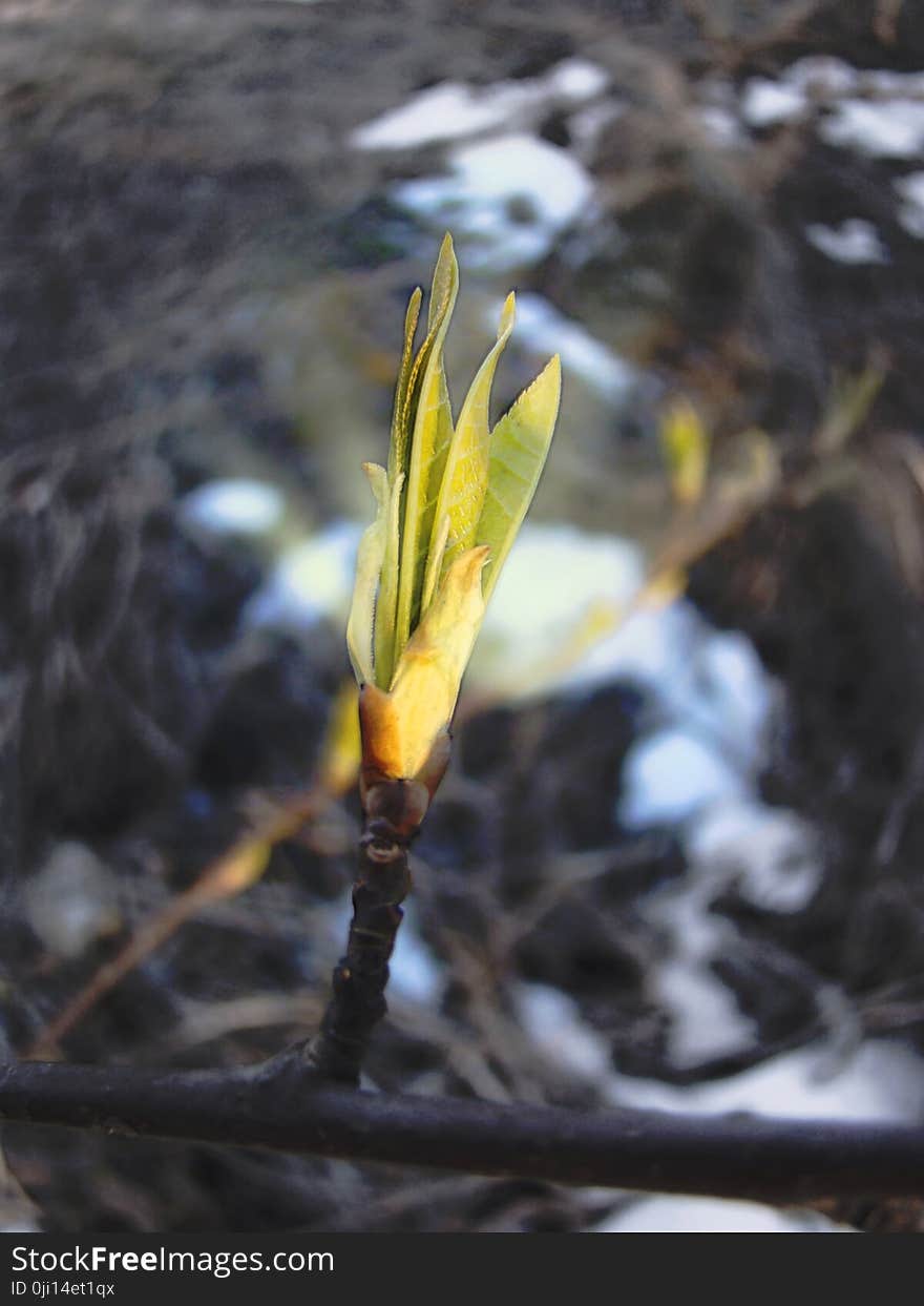 The Beauty Of Nature Is Reflected In The Budding Young Leaf From The Bud In The Spring.