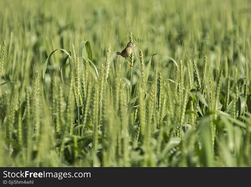 Brown Seedeater Bird