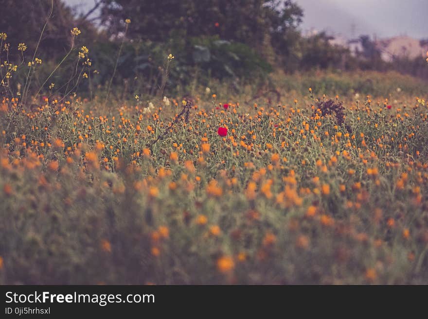 Orange and Red Petaled Flowers Photography