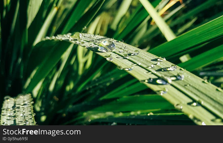 Water Drops on Green Leaf Plants