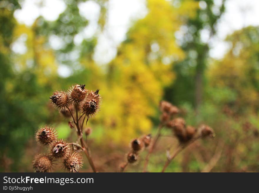 Selective Focus of Brown Fruits Photography