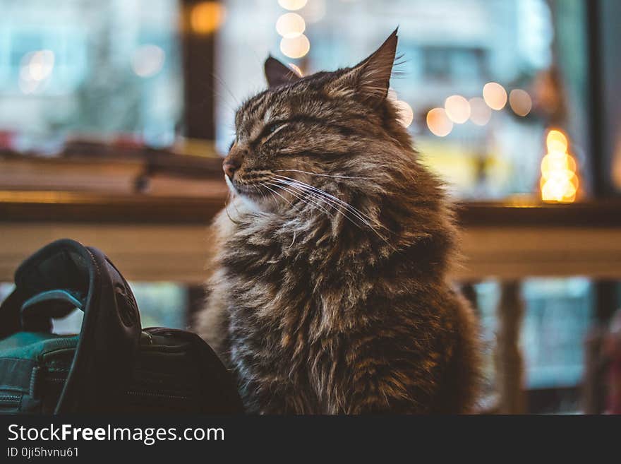 Long-fur Gray Cat