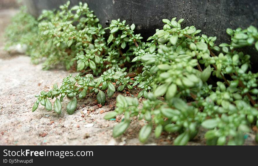 Green Plants on Ground