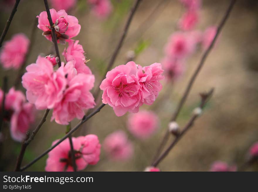 Selective Focus Photography of Pink Petaled Flowers