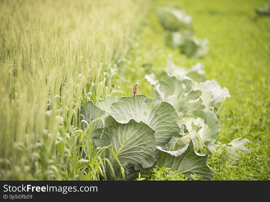 Hallow Focus Photography Green Plants