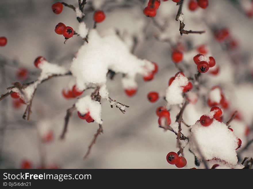 Tree With Fruit Covered With Snow