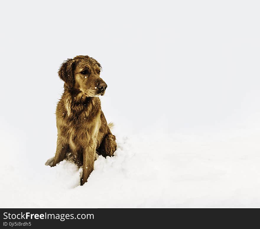 Brown Short-coated Dog Sitting on the Snow Field