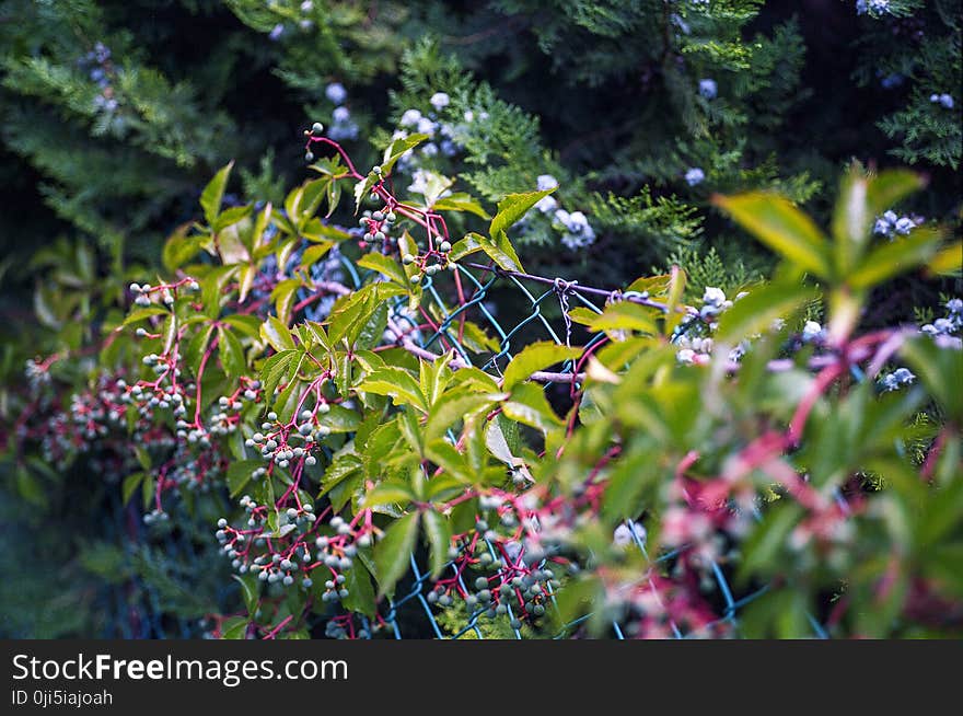 Green and Pink Leafy Plant