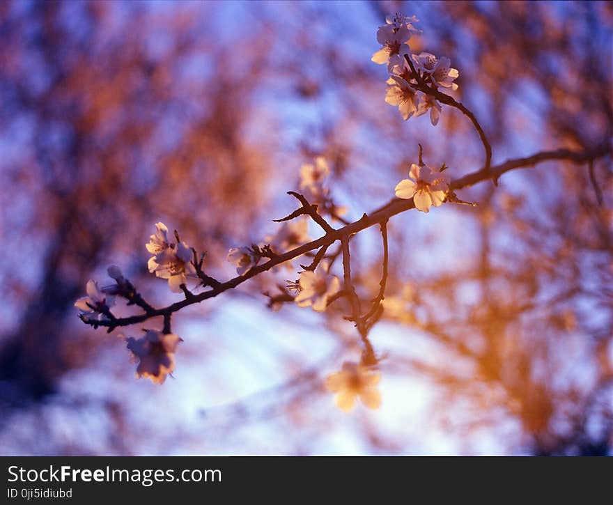 Selective Focus Photography of White Petaled Flower