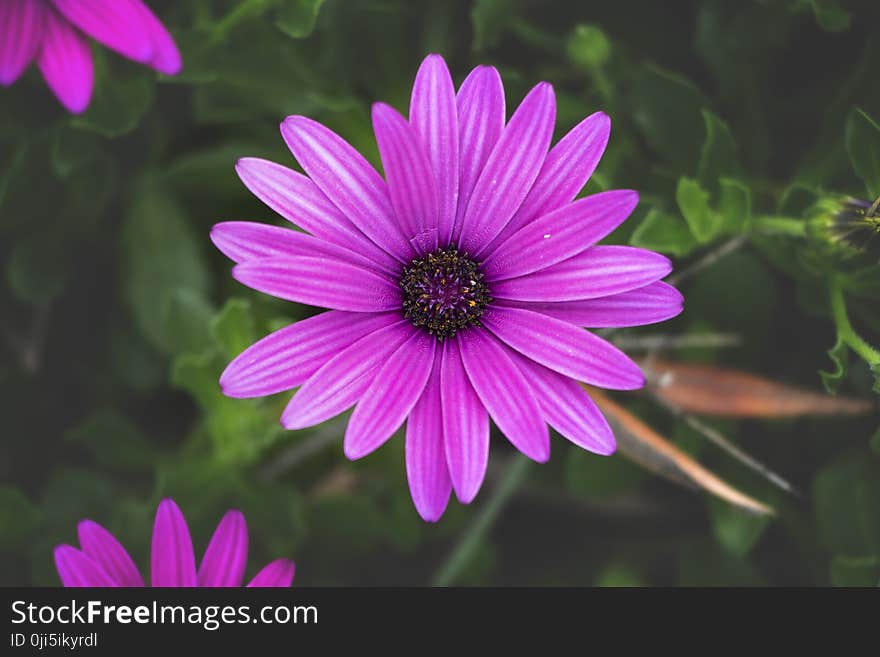 Close-Up Photo of Purple Flower