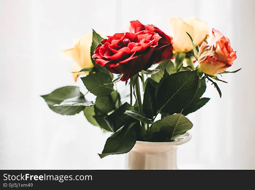 Red and White Flowers With White Vase