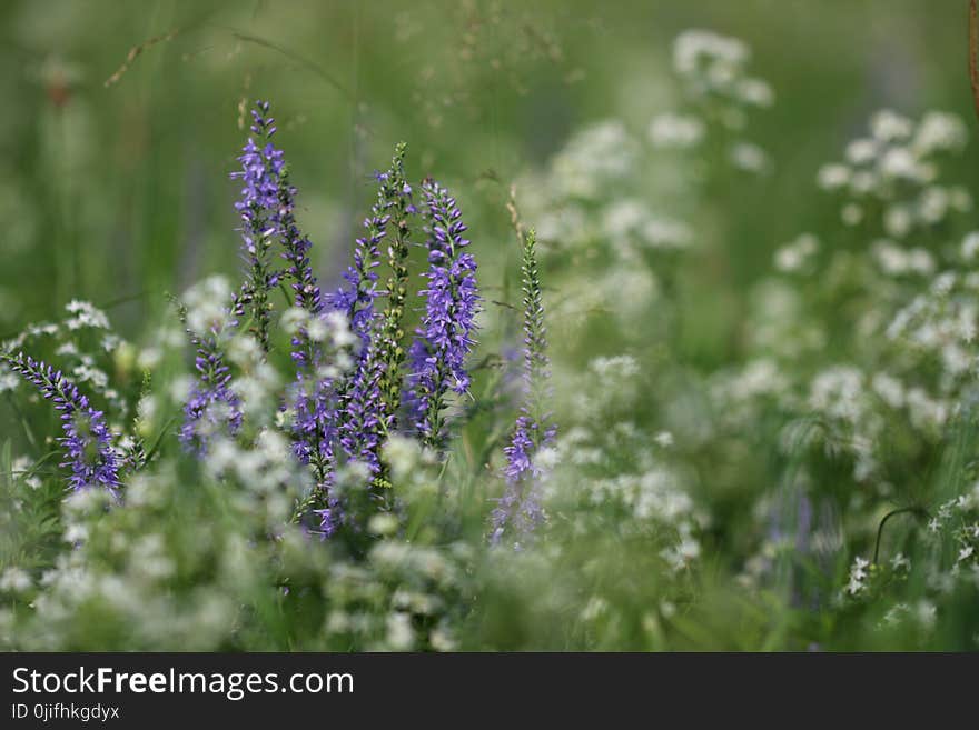 Violet Flowers A Transplant Veronica Surrounded By White Flowe