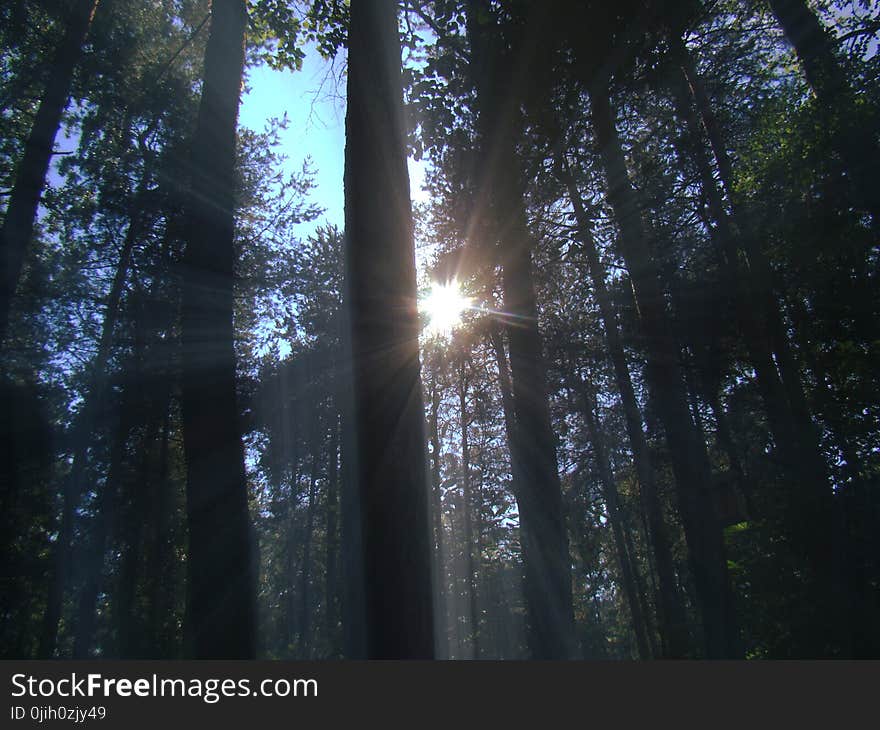 Background image of nature with the rays of the bright sun shining through the branches of trees in the forest. Background image of nature with the rays of the bright sun shining through the branches of trees in the forest.