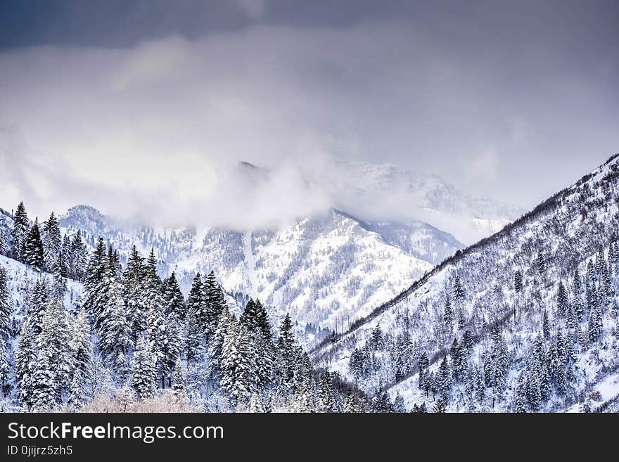 Mountain Covered With Trees and Snow