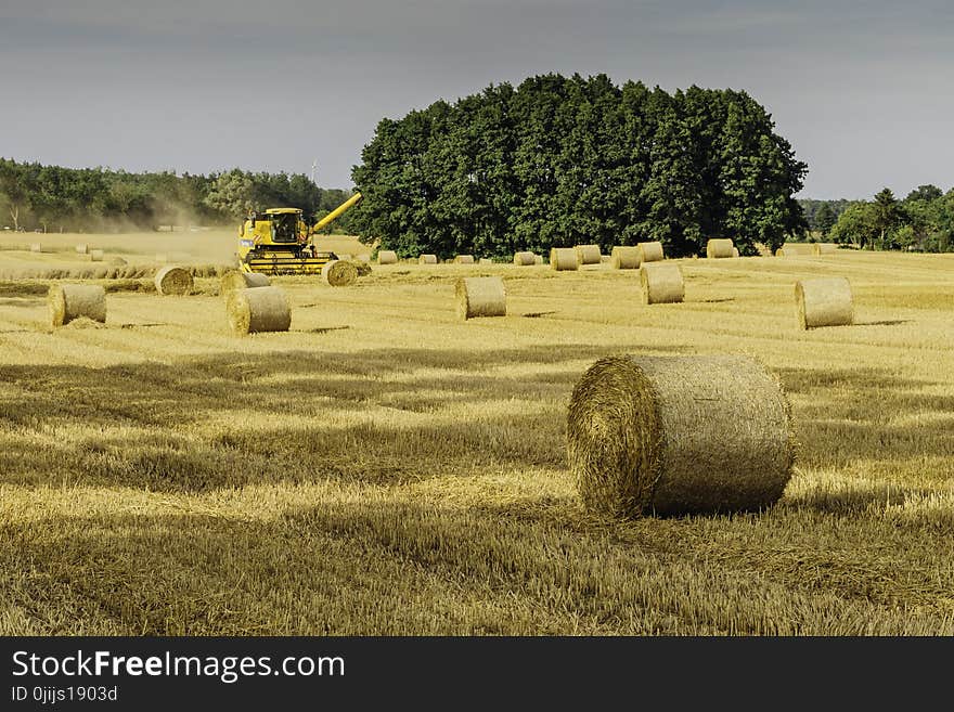 Brown Hay Rolls