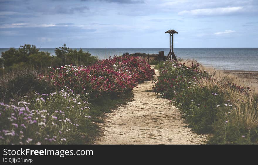 White and Red Flowers Near Sea at Daytime