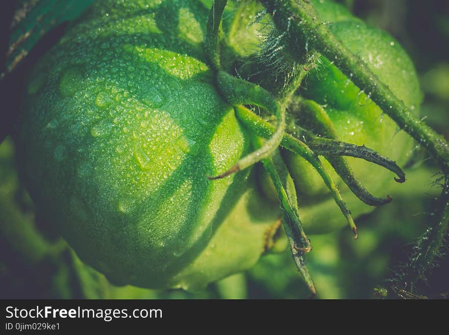 Green Tomato and Waterdrops Retro