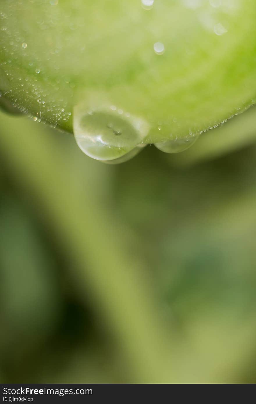 Green Tomato And Waterdrops