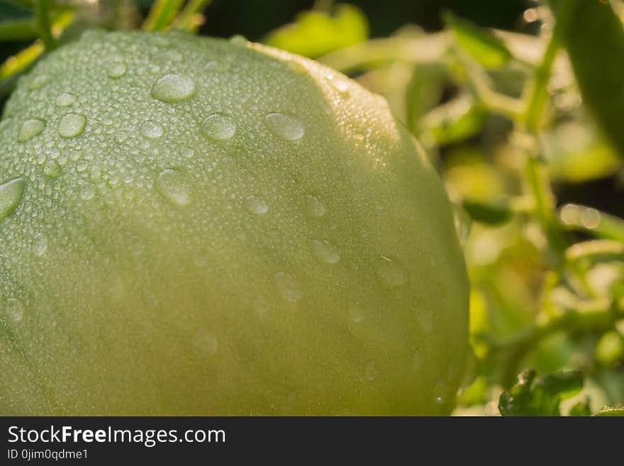 Green Tomato And Waterdrops