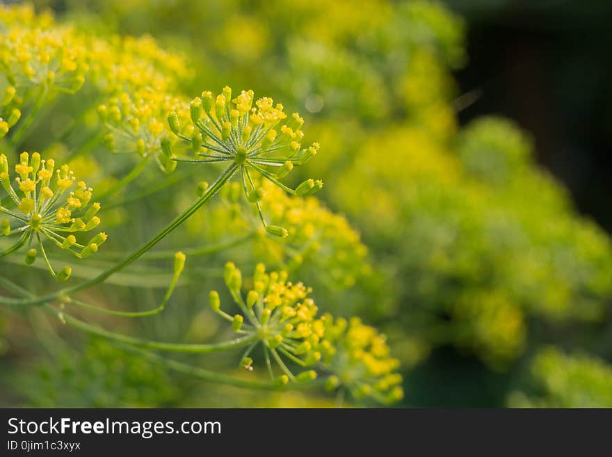 Inflorescence of Dill