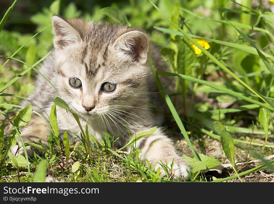 Tabby Kitten Play Outside