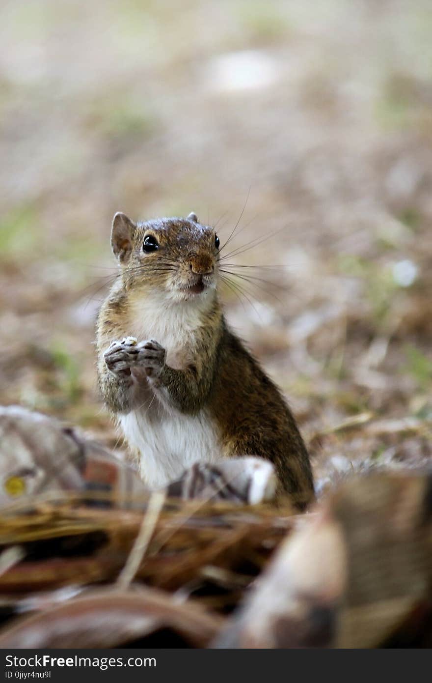 Macro Photography of Brown Rodent