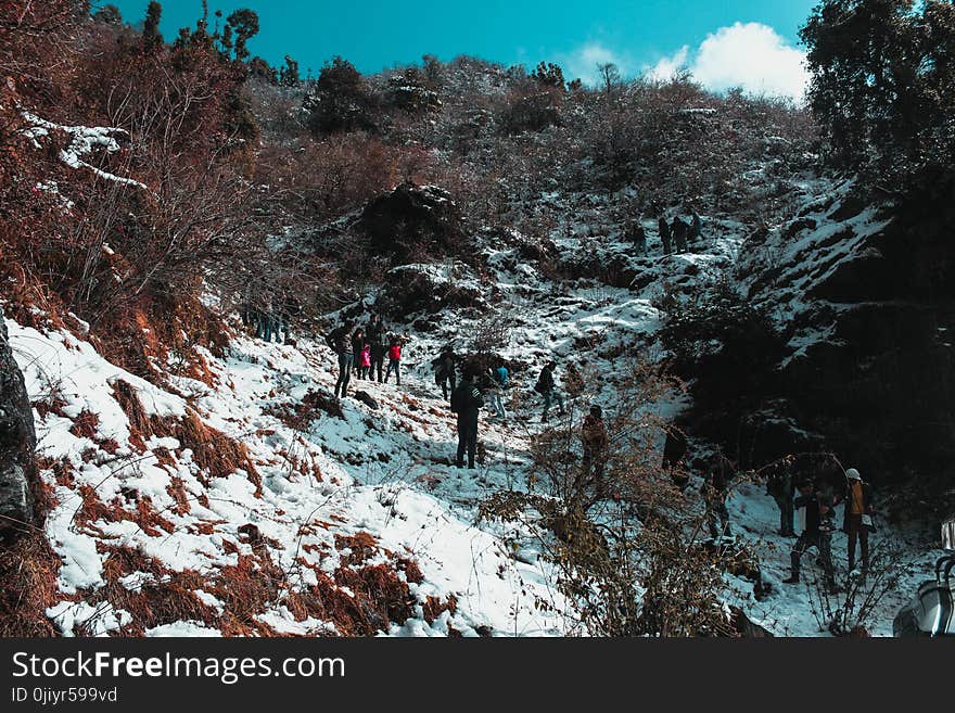 People Walking Near Green Leaf Trees Under White Clouds at Daytime