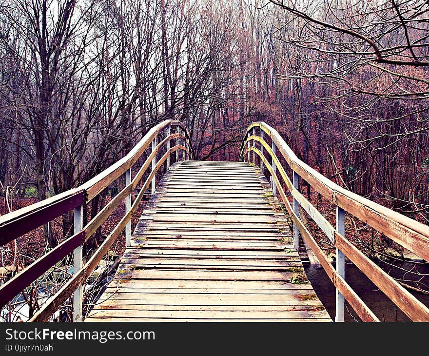 Brown Wooden Dock With Black Black Trees