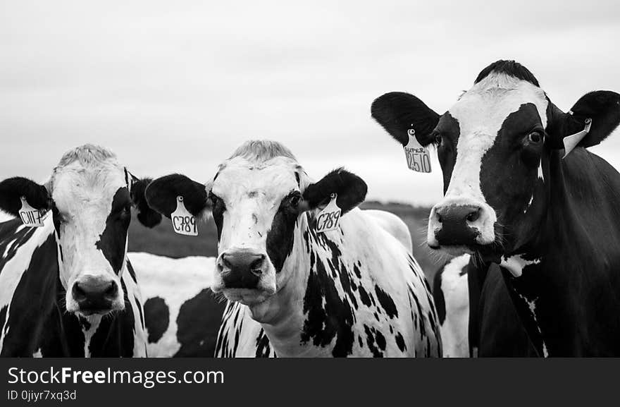 Grayscale Photography of Three Cows