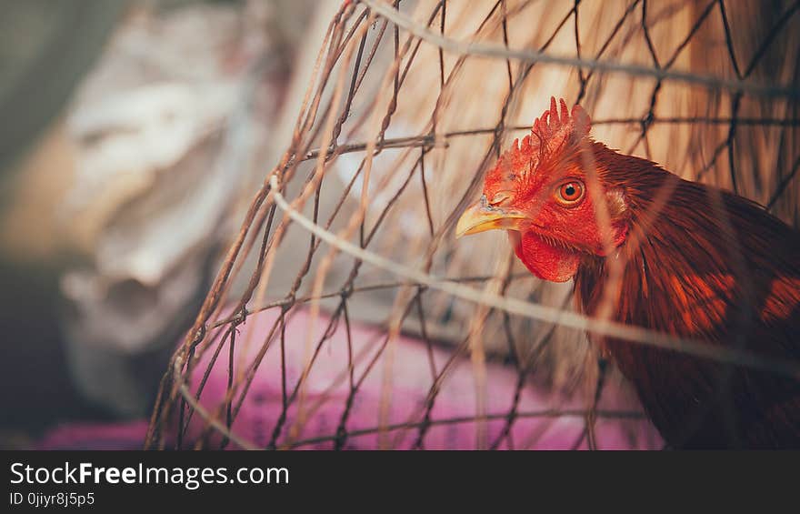 Red Rooster on Brown Wooden Cage