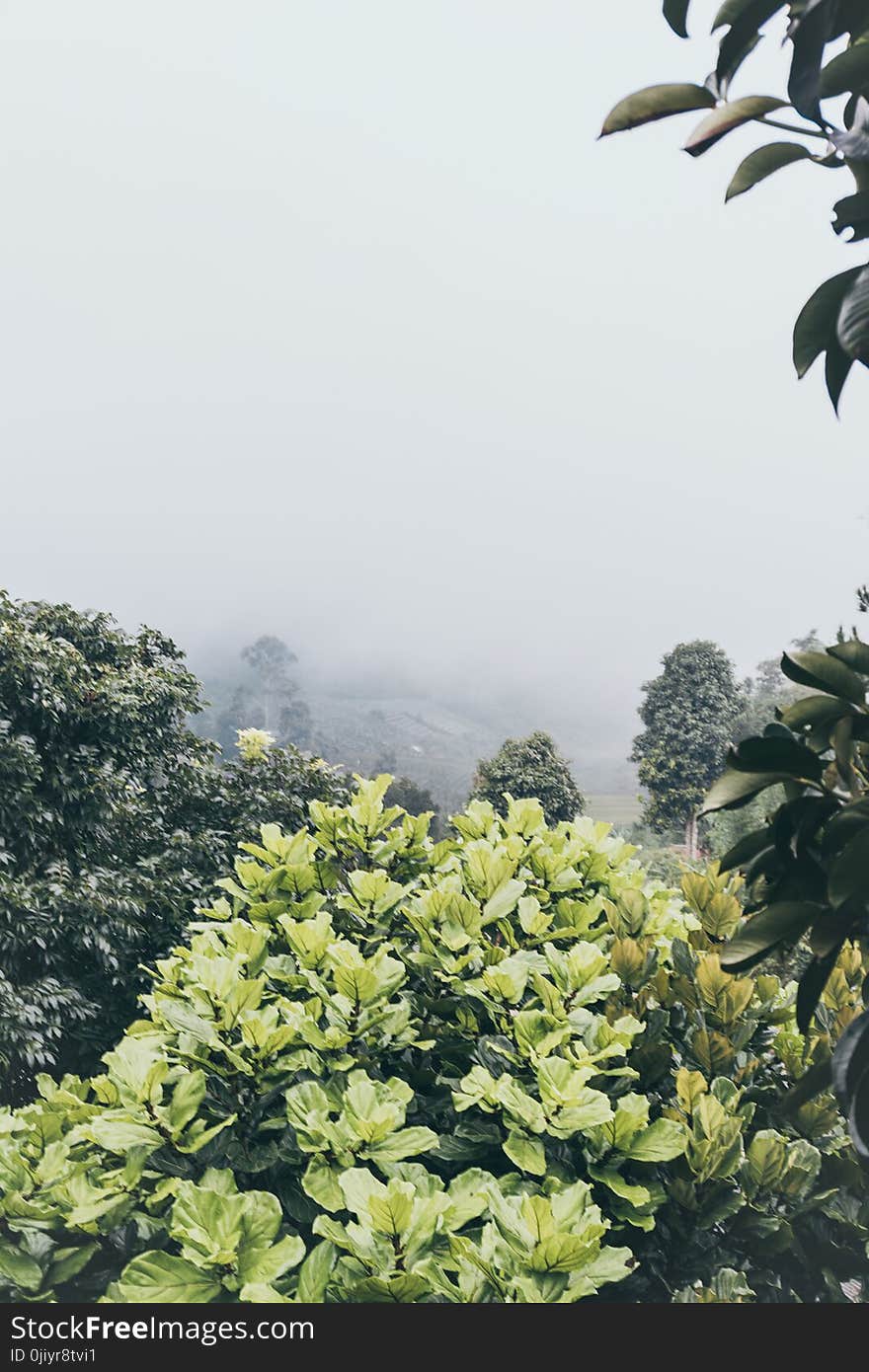 Green Leafed Plant