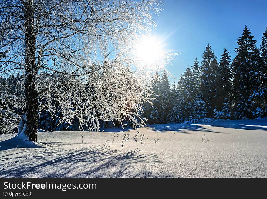 Snow Covered Pine Trees at Daytime