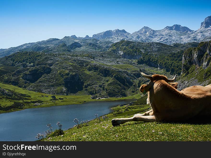 Brown Cattle Lying on Grass Field Watching Body of Water Surrounded by Mountains