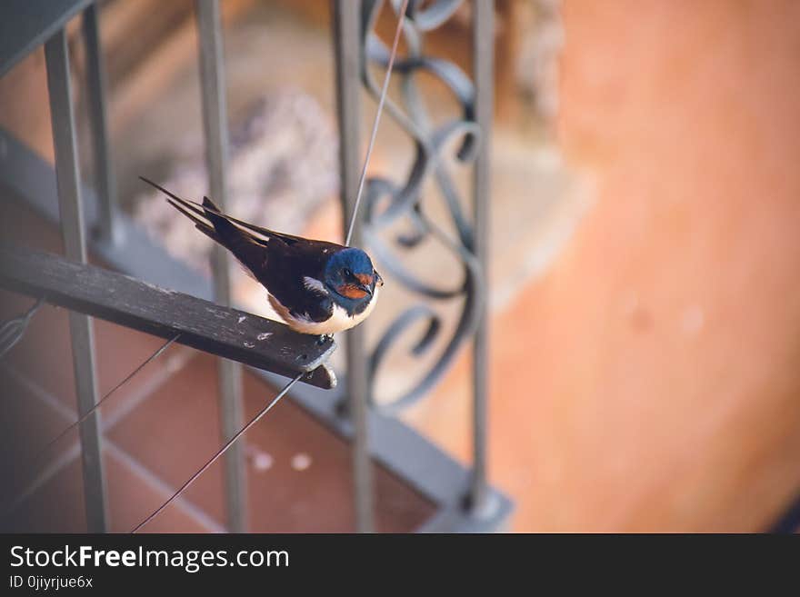 Blue and Black Bird on Top of Metal Frame