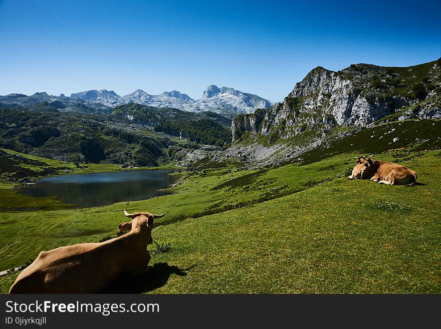 Two Brown Cattle Lying on Grass