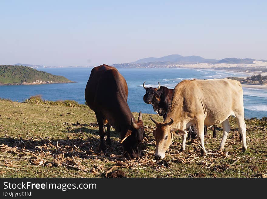 Cows Eating Grass