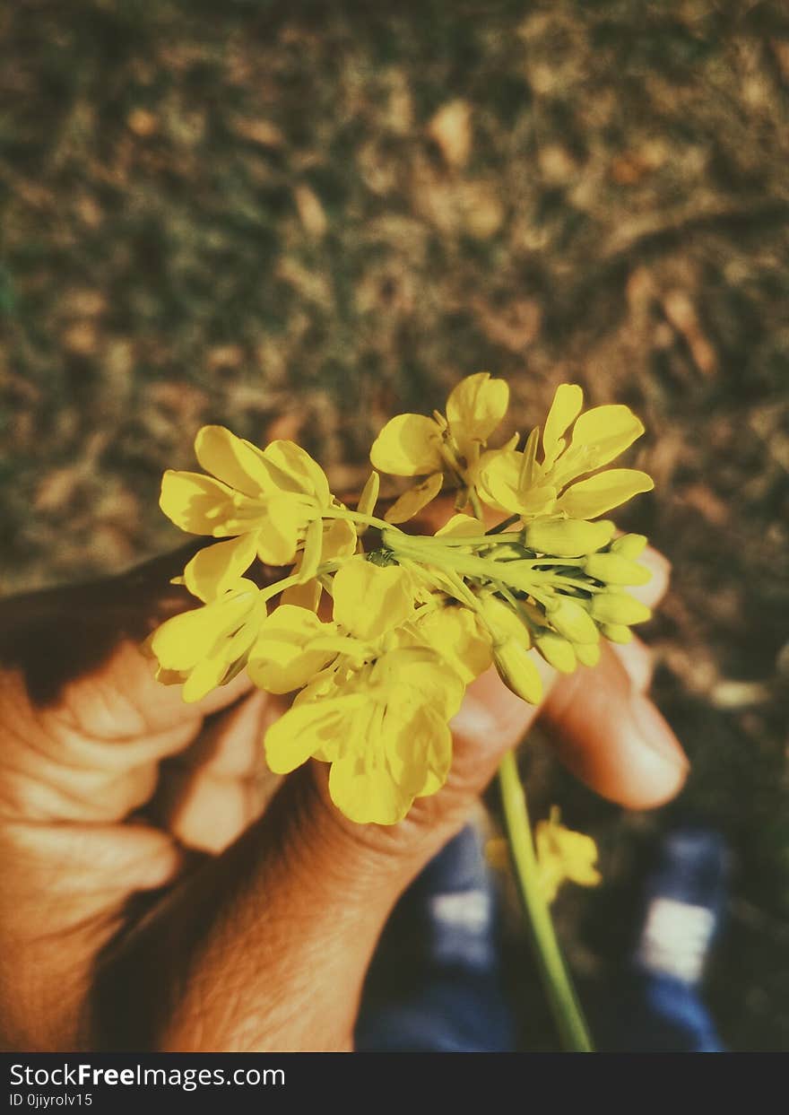 Person&#x27;s Left Hand Holding Cluster Petaled Yellow Flower