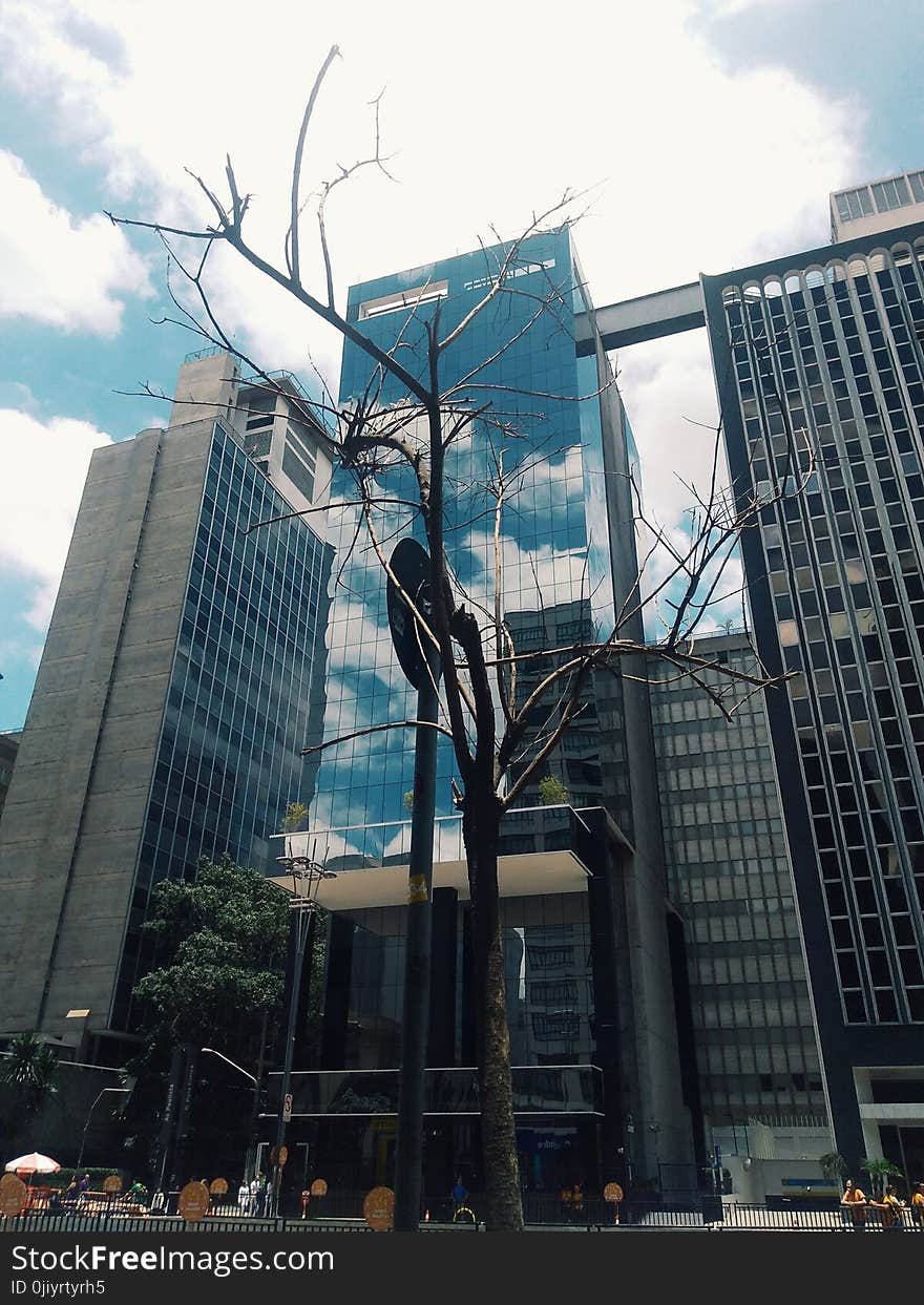 Tree With No Leaf With Building Background