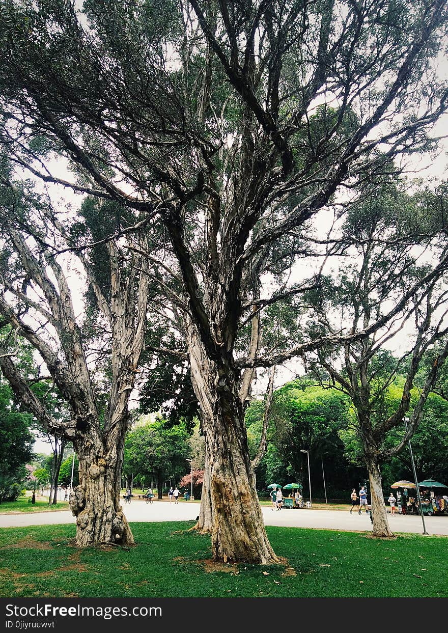 Trees Surrounding Park