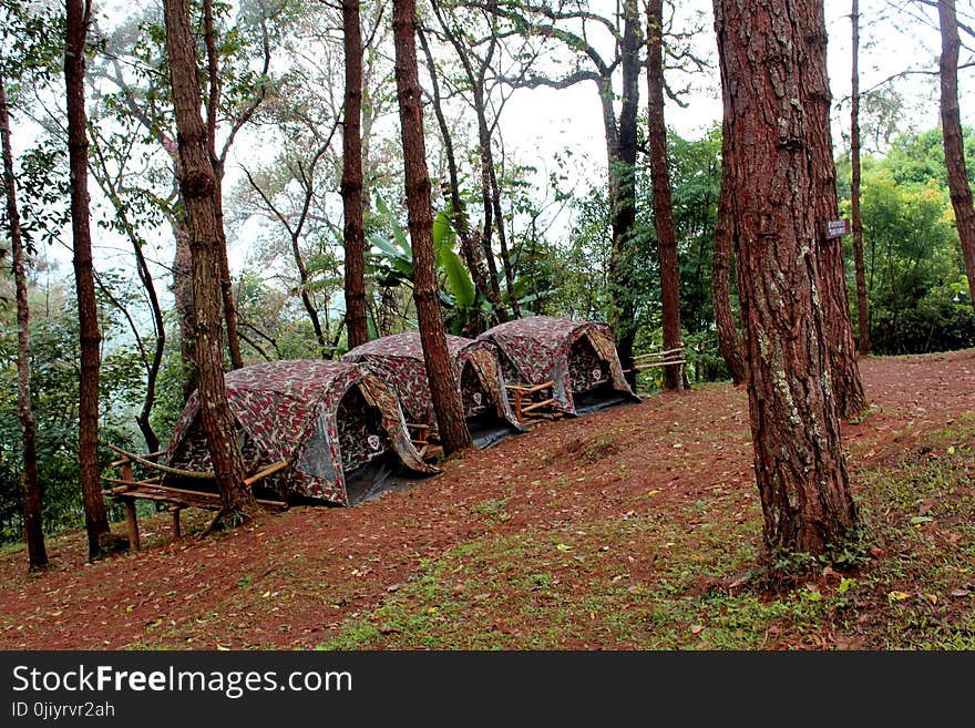 Three Brown Tents Beside Green Leaf Trees