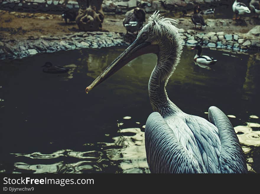 Pelican on Body of Water Near Other Birds