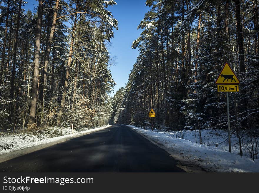 Gray Concrete Road Between Trees