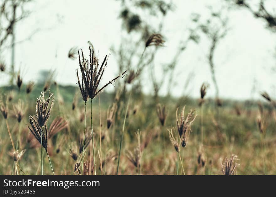 Shallow Focus Photography of Brown Plants