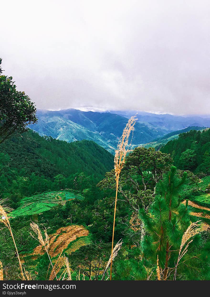 Green Leaf Tree Beside Mountain on Daytime