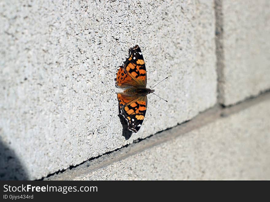 Monarch Butterfly