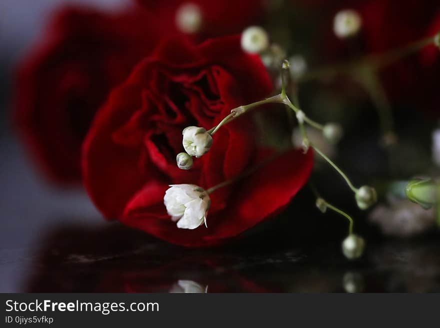 Red Rose Flower and White Baby&#x27;s-breath Flower