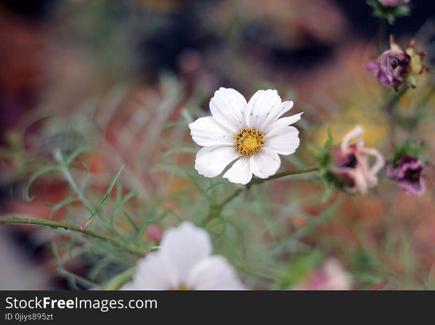 White Petaled Flower