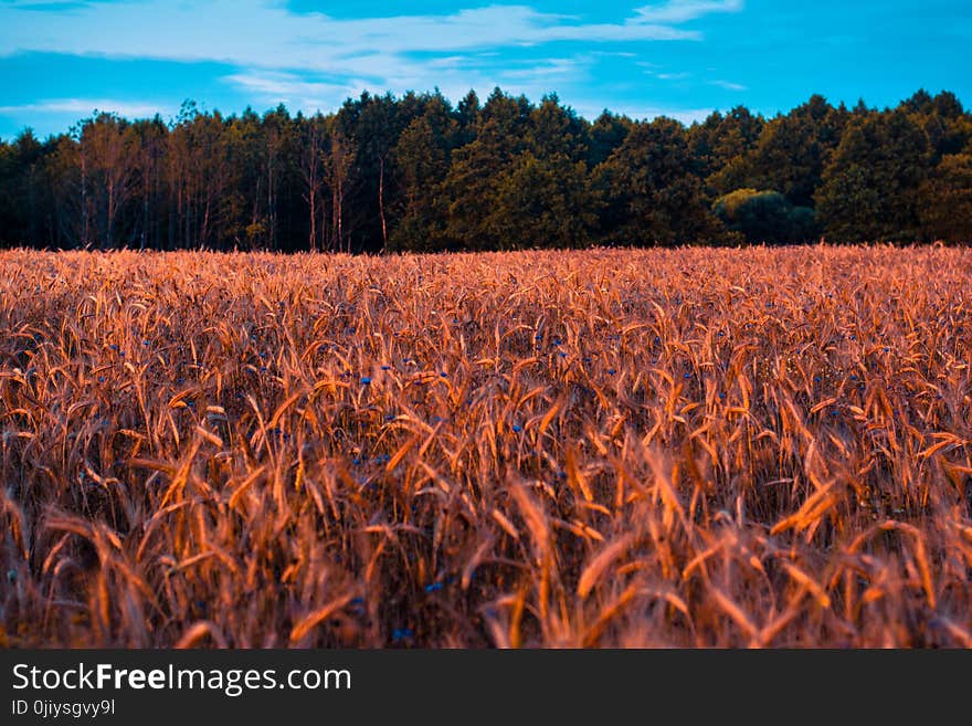 Cropland